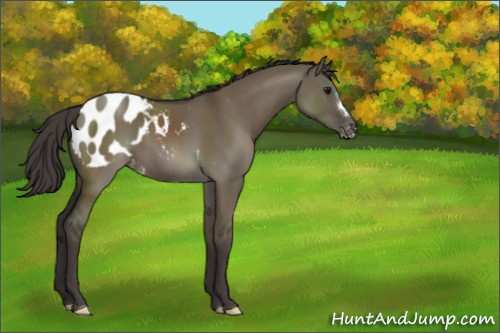 Horse Color:Smoky Grullo Appaloosa 