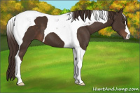 Horse Color:Liver Chestnut Tobiano 