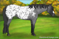 Horse Color:Blue Roan Appaloosa