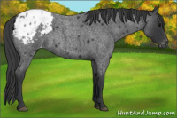 Horse Color:Blue Roan Appaloosa 