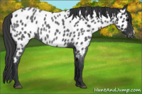 Horse Color:Blue Roan Appaloosa 