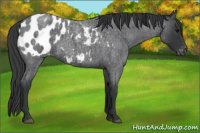 Horse Color:Blue Roan Blanket 