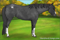 Horse Color:Blue Roan Varnish 