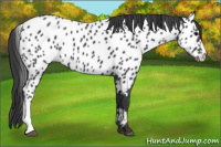 Horse Color:Blue Roan Appaloosa