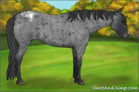 Horse Color:Blue Roan Varnish 