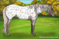 Horse Color:Silver Blue Roan Appaloosa 
