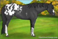 Horse Color:Blue Roan Appaloosa