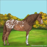 Horse Color:Chestnut Tobiano Snowflake Varnish and Chestnut Blanket 