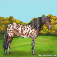 Horse Color:Silver Bay Dun Sabino Tobiano Frame Rabicano  and Bay Near Leopard 