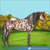 Horse Color:Silver Bay Dun Sabino Tobiano Frame Rabicano  and Bay Appaloosa 