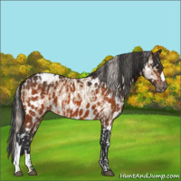 Horse Color:Silver Bay Dun Sabino Tobiano Frame Rabicano  and Bay Appaloosa 