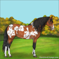 Horse Color:Bay Appaloosa and Bay Splash Tobiano