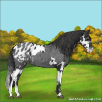 Horse Color:Black Appaloosa  and Blue Roan Splash Appaloosa 