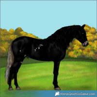 Horse Color:Liver Red Dun Tobiano Near Leopard and Void Buckskin Tobiano Blanket