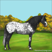 Horse Color:Blue Roan Splash Appaloosa  and Black Appaloosa 