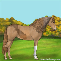 Horse Color:Chocolate Palomino  and Chestnut Appaloosa 