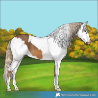 Horse Color:Chocolate Palomino  and Chestnut Varnish 