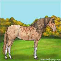 Horse Color:Bay Appaloosa  and Gold Champagne Splash 