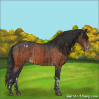 Horse Color:Blue Roan Splash Varnish and Bay Varnish