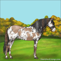 Horse Color:Black Pearl Sabino  and White Spotted Blue Onyx Near Leopard 