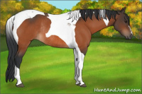 Horse Color:Brown Tobiano Rabicano 