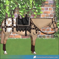 Horse Color:Red Dun Appaloosa