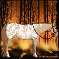Horse Color:Red Dun Appaloosa