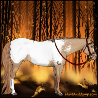 Horse Color:Red Dun Appaloosa 