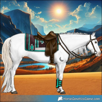 Horse Color:Red Dun Appaloosa 