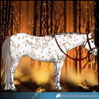 Horse Color:Bay Dun Near Leopard 