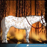 Horse Color:Bay Dun Appaloosa