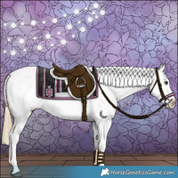 Horse Color:Red Dun Appaloosa 
