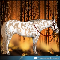 Horse Color:Red Dun Appaloosa