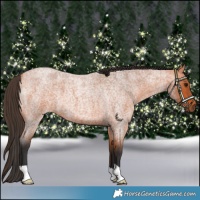 Horse Color:Bay Roan 