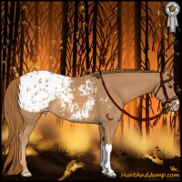 Horse Color:Chestnut Appaloosa