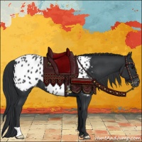 Horse Color:Black Appaloosa
