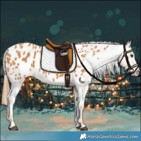 Horse Color:Chestnut Appaloosa