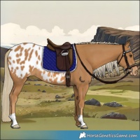 Horse Color:Chestnut Appaloosa 
