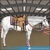 Horse Color:Chestnut Appaloosa 