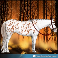 Horse Color:Bay Near Leopard 