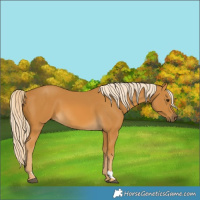 Horse Color:Palomino 