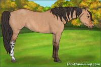 Horse Color:Bay Dun  and Bay Dun 