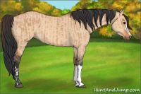 Horse Color:Bay Dun  and Bay Dun 