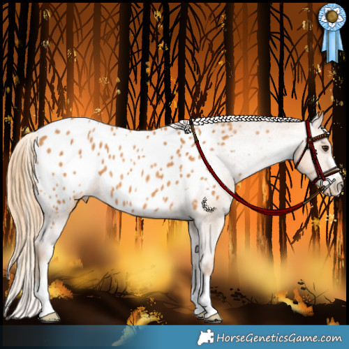 Horse Color:Chestnut Appaloosa 
