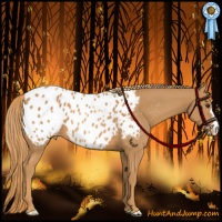 Horse Color:Chestnut Appaloosa