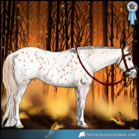 Horse Color:Chestnut Appaloosa