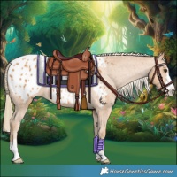 Horse Color:Chestnut Appaloosa