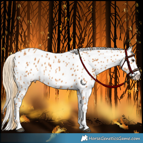 Horse Color:Chestnut Appaloosa 