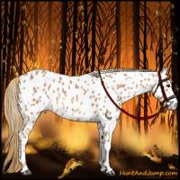 Horse Color:Chestnut Appaloosa