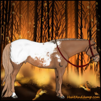Horse Color:Chestnut Appaloosa